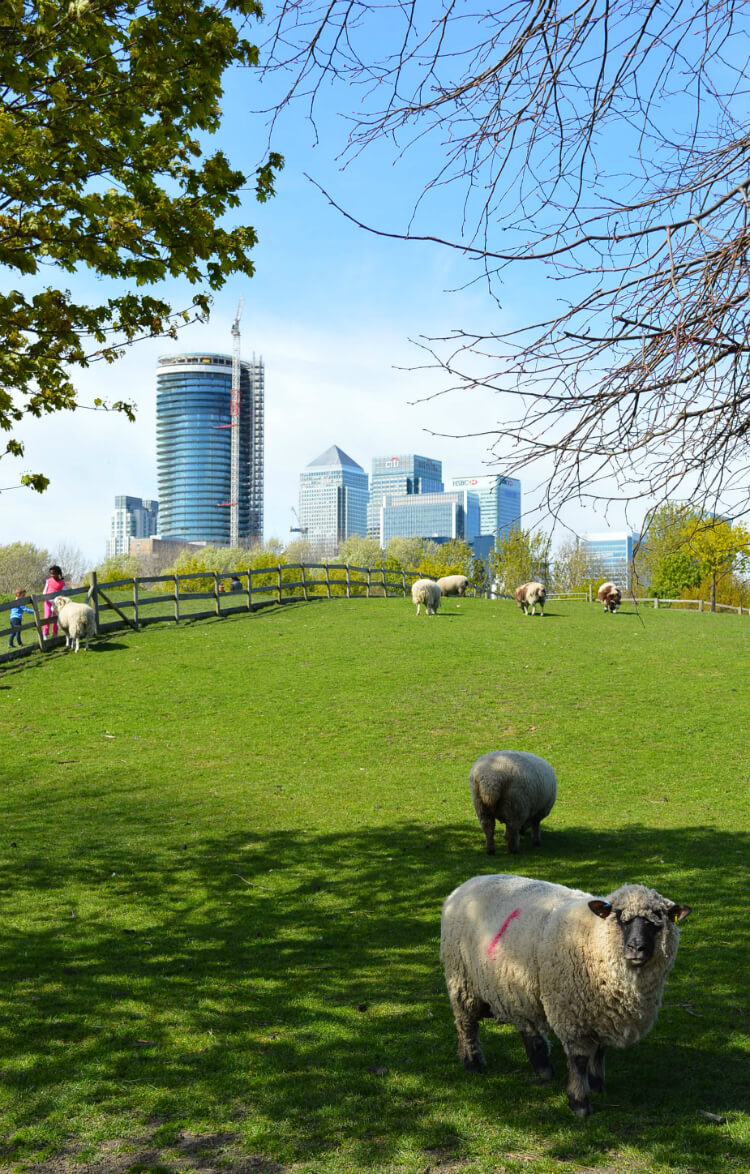 View of Canary Wharf from Mudchute City Farm, London