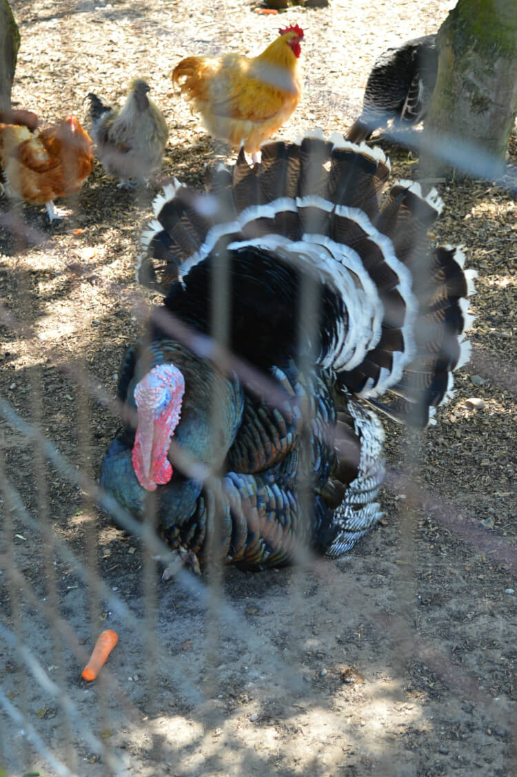 Turkey at Mudchute City Farm, London
