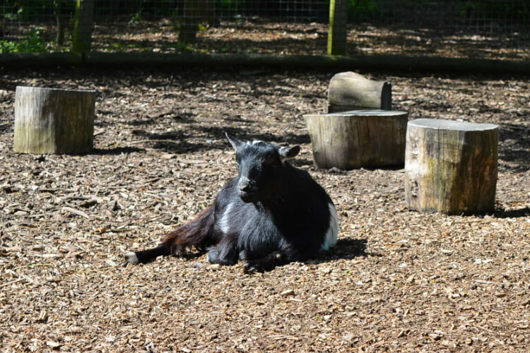 Goat at Mudchute Park and Farm, London